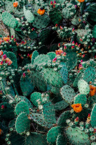 cactus flowers