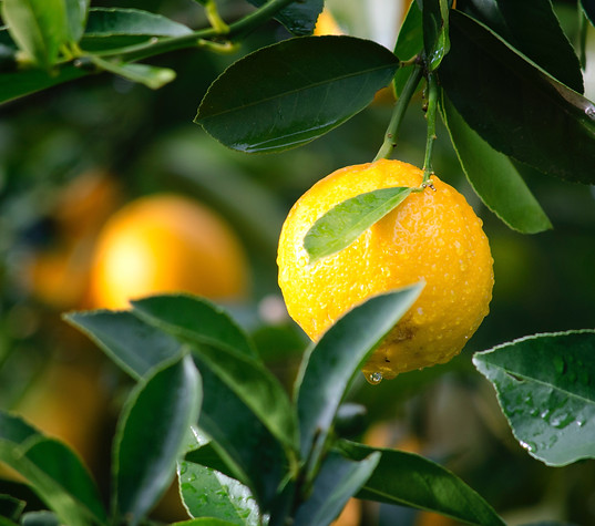 lemons on tree