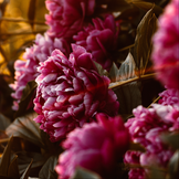 client testimonial flowers closeup